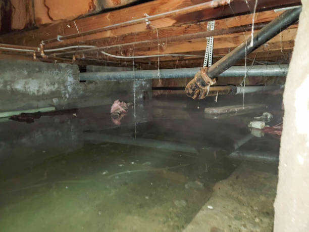 Best 24/7 water damage repair  in Mount Vernon, TX