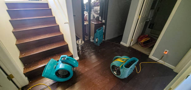 Best Local water damage restoration  in Mount Vernon, TX